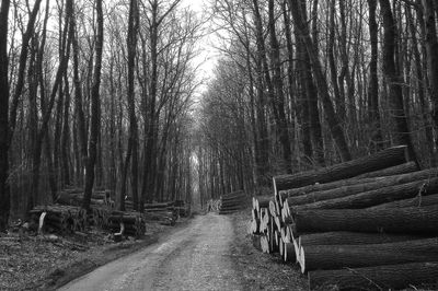 Footpath amidst trees in forest