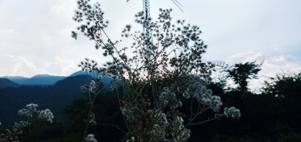 Scenic view of flowering tree against sky