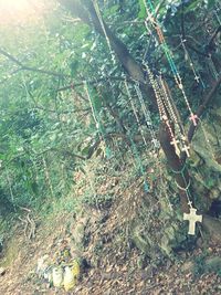 High angle view of plants in forest