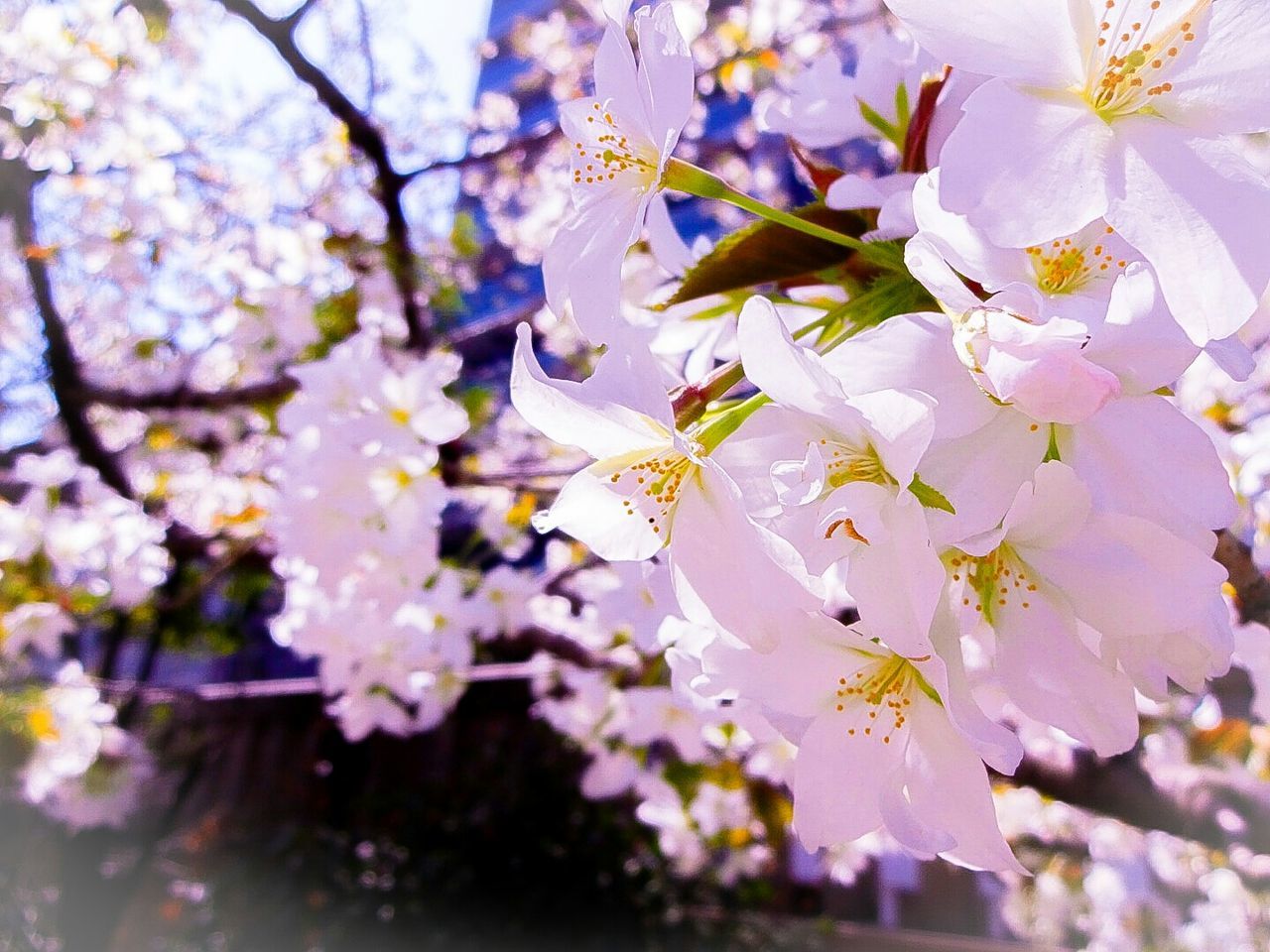 flower, freshness, fragility, cherry blossom, growth, branch, petal, tree, blossom, beauty in nature, cherry tree, nature, in bloom, close-up, blooming, focus on foreground, flower head, springtime, white color, pollen