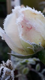 Close-up of flower in water