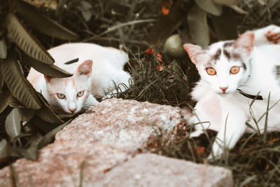 Portrait of white cat with kitten
