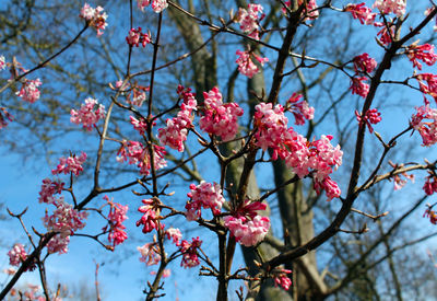 Low angle view of pink cherry blossom