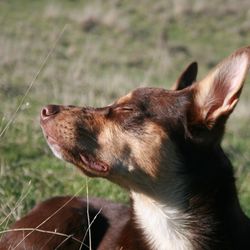 Close-up of dog looking away