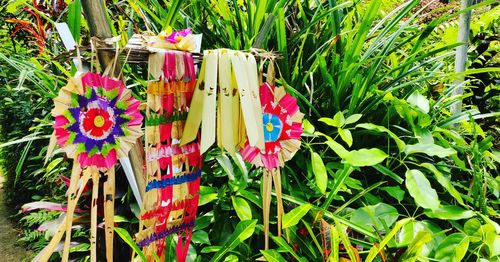 Close-up of pink flowering plants hanging on field