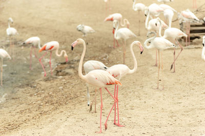 Flock of birds on the beach