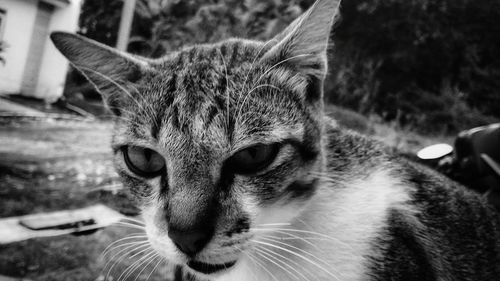 Close-up portrait of cat relaxing outdoors