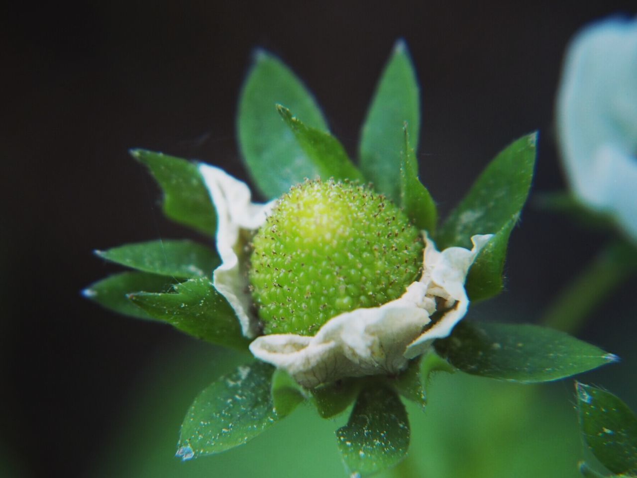 CLOSE-UP OF FRESH GREEN PLANT WITH RED BERRIES