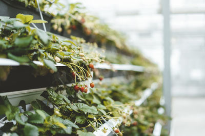 Strawberry plants arranged on shelf in garden center