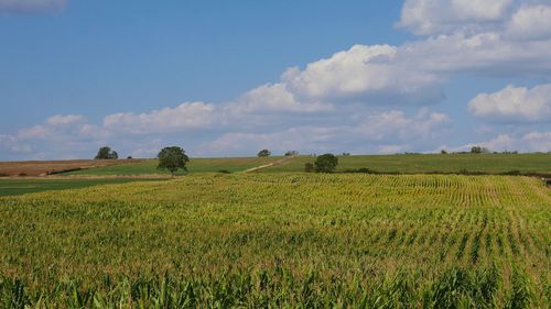 Scenic view of landscape against blue sky