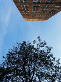 Low angle view of tree against sky