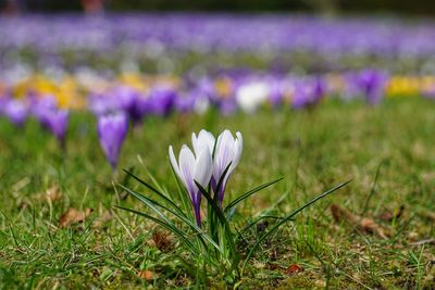 Close-up of purple crocus flowers on field