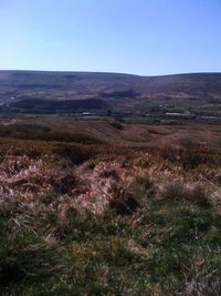 Scenic view of field against clear sky