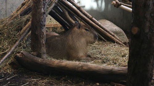 View of an animal on field