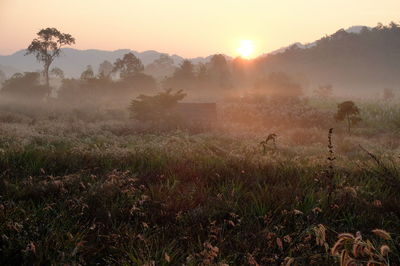 Scenic view of field against sky at sunset