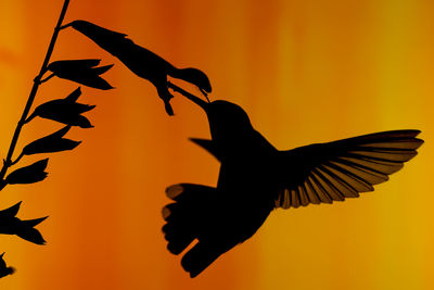 Close-up of silhouette bird flying against orange sky