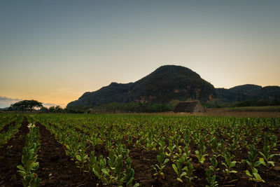 Scenic view of field against clear sky during sunset