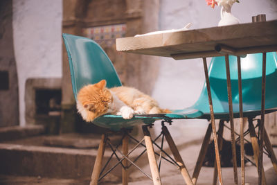 Stray cat in the old town of essaouira world heritage site, a port city morocco