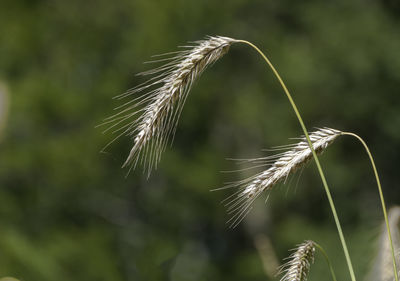 Close-up of wheat growing on field