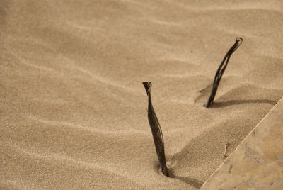 Close-up of plant on sand at beach