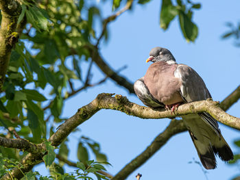 Low angle view of bird perching on branch against sky