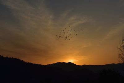 Silhouette of birds flying in sky during sunset