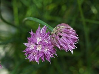 Close-up of flower blooming outdoors