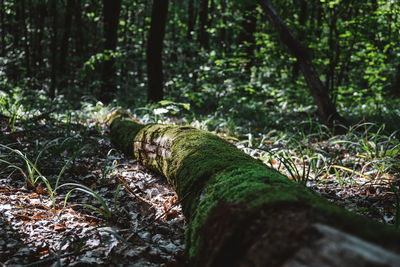 Close-up of moss falling on tree trunk in forest