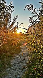 Dirt road amidst trees against sky during sunset