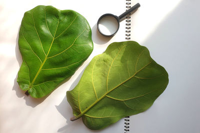 High angle view of green leaves on white table