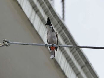 Low angle view of red-whiskered bulbul perching on metal against building