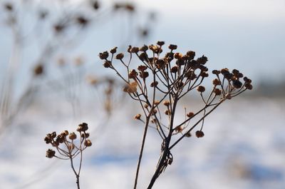 Close-up of wilted plant against sky