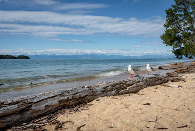 Seagull perching on a beach