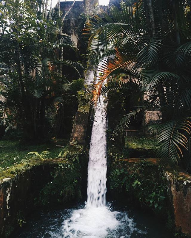 tree, water, motion, long exposure, waterfall, flowing water, growth, nature, beauty in nature, flowing, green color, plant, scenics, built structure, forest, outdoors, palm tree, low angle view, tranquility, fountain