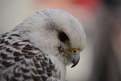 Close-up of hawk looking away