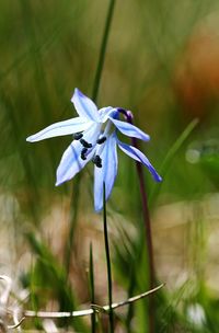 Close-up of purple iris flower