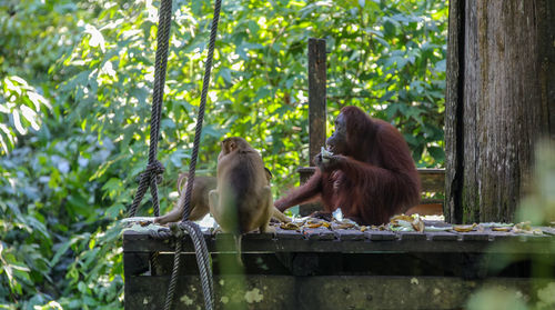 Monkeys in a forest