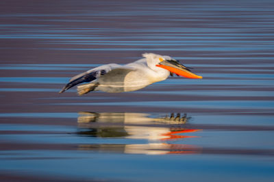 Close-up of pelican on lake