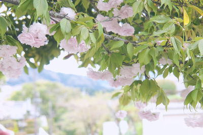 Close-up of pink cherry blossom tree