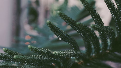 Close-up of wet plants during rainy season in makassar city