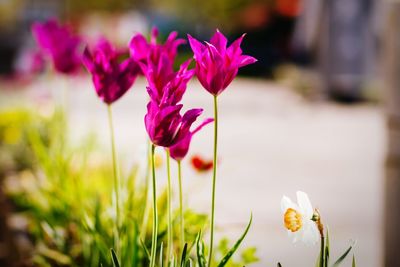 Close-up of pink flower