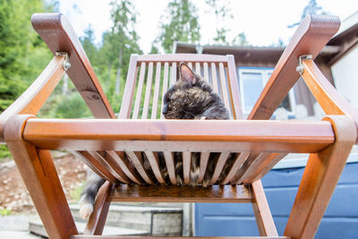 Low angle view of cat sitting on chair