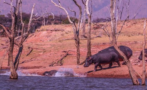 Hippos lake kariba 