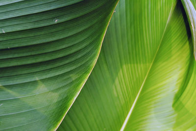 Full frame shot of banana leaves