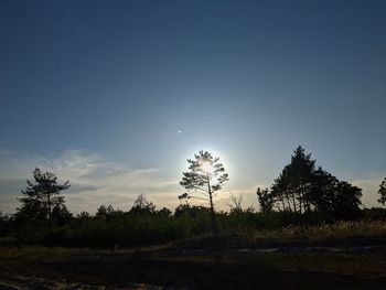 Plants growing on field against sky