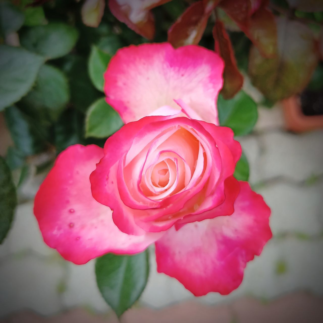 CLOSE-UP OF PINK ROSE IN BLOOM