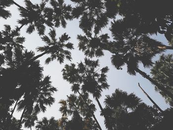 Low angle view of silhouette trees against clear sky