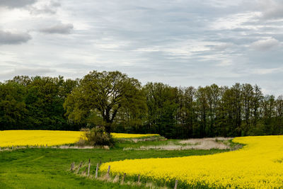 A tree surrounded by flowering, fenced rapeseed fields