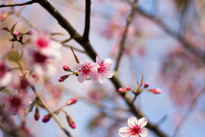  wild himalayan cherry with color is pink in the phu lom lo tourist attraction loei province thailand