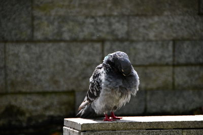 Close-up of bird perching on wall